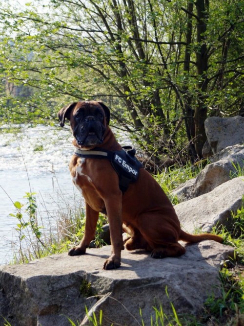 Empor trauert um sein Maskottchen!