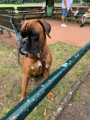 Abschlussfeier F-Junioren Saison 2018/2019